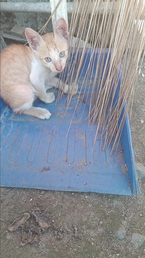 Cute kittens playing Stock Footage 308329239