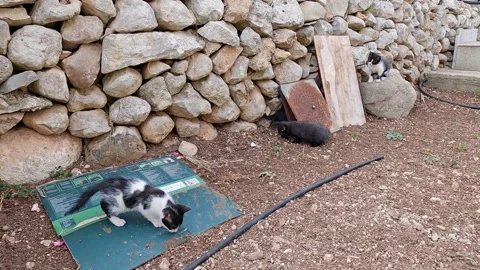 Cute kittens playing on the ground Stock Footage 154346052