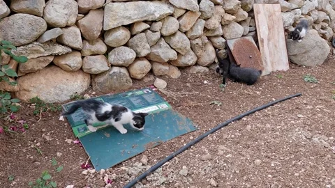 Cute kittens playing on the ground Stock Footage 154346063