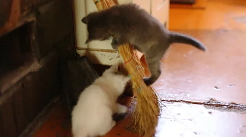 Cute  kittens playing indoor Stockbeeldmateriaal 41394131