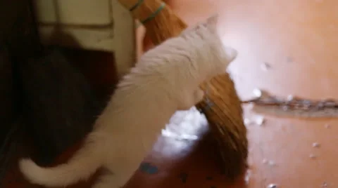 Cute  kittens playing indoor Video stock 41498762