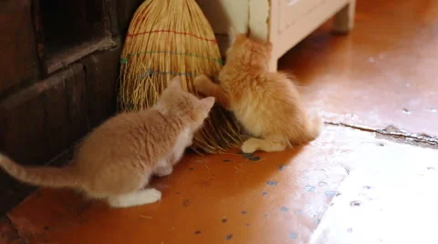 Cute  kittens playing indoor Stock-Footage 41600496