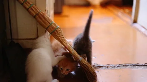Cute  kittens playing indoor Stock Footage 42506371