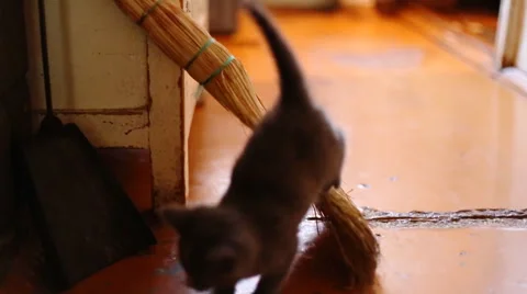 Cute  kittens playing indoor Stockbeeldmateriaal 42912246