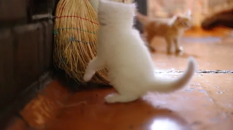 Cute  kittens playing indoor Stock-Footage 42951151