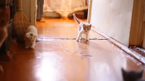 Cute  kittens playing indoor Видео 48133316
