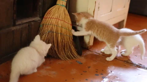 Cute  kittens playing indoor Stock Footage