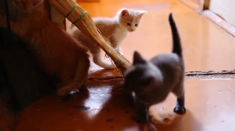 Cute  kittens playing indoor 動画素材 56608058