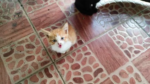 Cute Kittens Playing Indoor Stock Footage 251873977