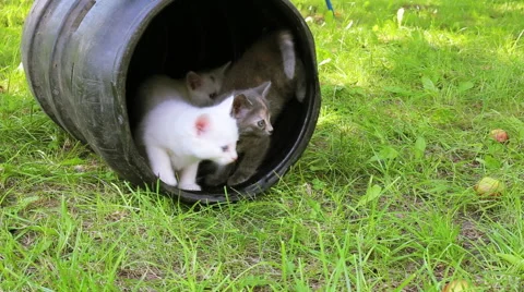 Cute kittens playing outdoor Stock Footage 57139093