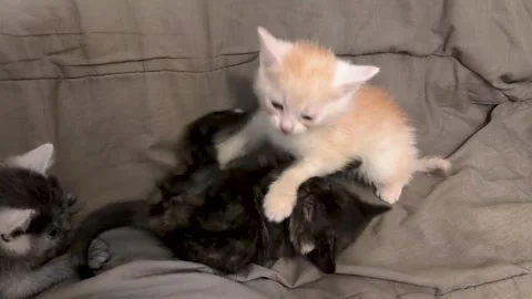 Cute kittens playing together. Adorable pet interaction video Stock Footage 344422337