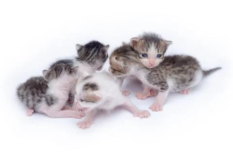 Cute kittens playing on white background Stock Photos