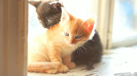 Cute kittens sitting on a window sill Stock Footage 12530234
