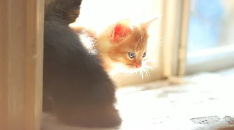 Cute kittens sitting on a window sill 库存影片 12530693