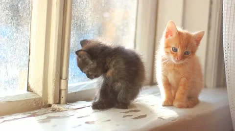 Cute kittens sitting on a window sill Video stock 12531050