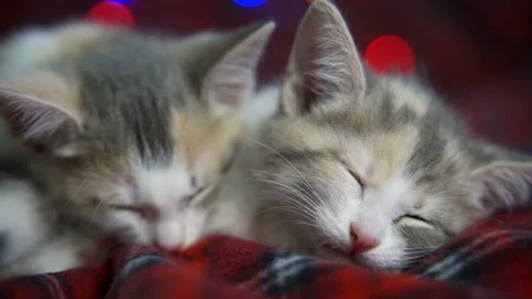 Cute kittens sleep on top of each other and twitch their ears. Sweet and Video stock 160661498