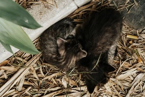 Cute kittens sleeping outside Stock Photos