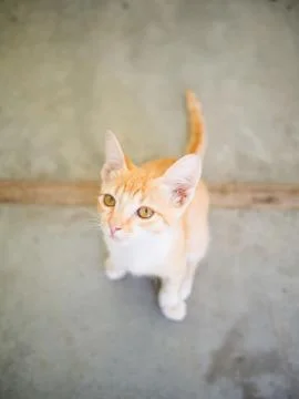Cute kittens staring up Stock Photos