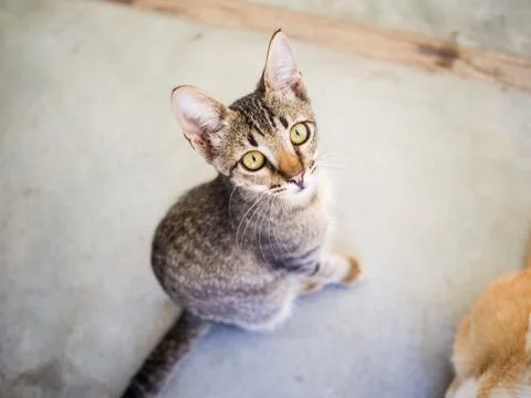 Cute kittens staring up Stock Photos