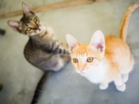 Cute kittens staring up Stock Photos