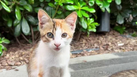Cute kittens on the street Stock Footage 281736812