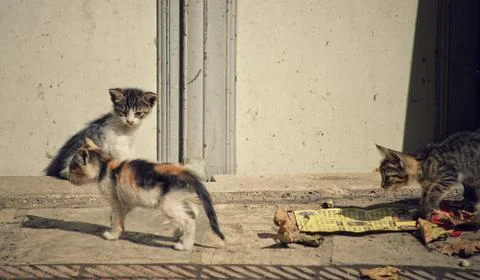 Cute kittens in Turkey Stock Photos