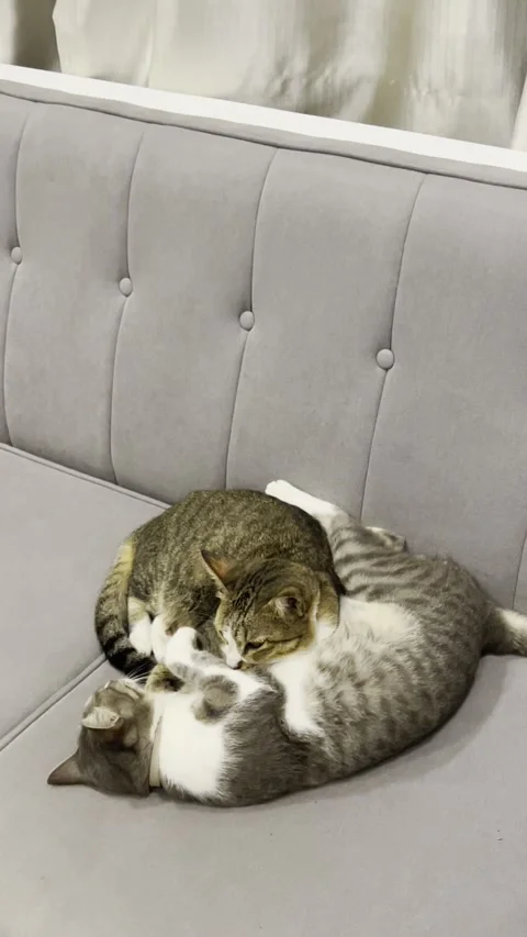 Cute Kittens Video Stock Footage 296176222