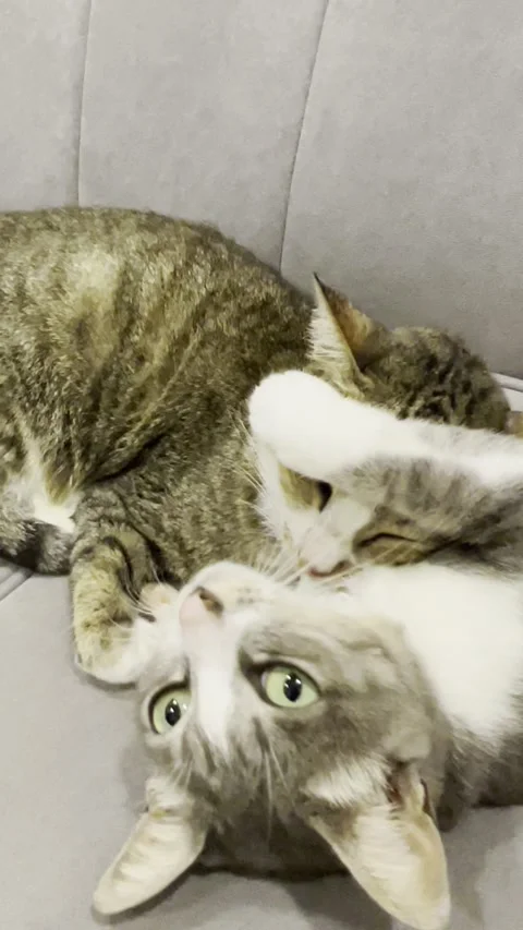 Cute Kittens Video Stock Footage 296176230