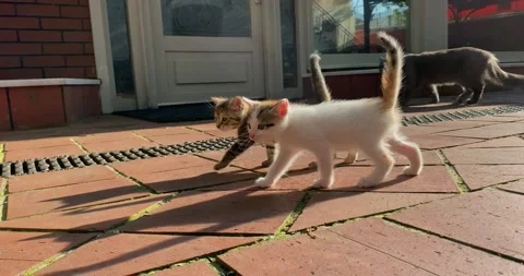 Cute kittens walking side by side Video stock 240900171