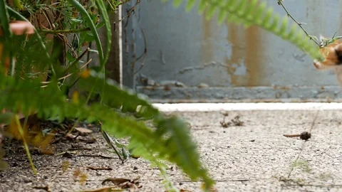 Cute Kitty on the background runs away scared of the camera, 4K Stock Footage 92997322