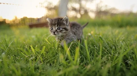 Cute kitty with blue eyes walking on the garden Stock Footage 63359822