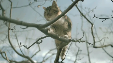 Cute Kitty Cat climbing in an tree branch Stock Footage 105247751