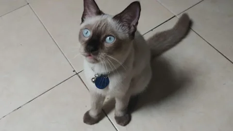 Cute kitty cat Stock Footage 194735596