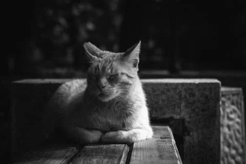 Cute kitty cat lying on a bench sleepy Stock Photos