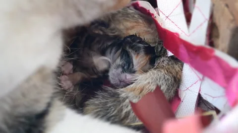 Cute kitty cat newborn and mother cleaning (handheld shot) Stock Footage 45936347