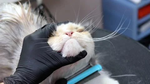 Cute kitty face held by pro groomer to remove hair mats Video stock 170537828