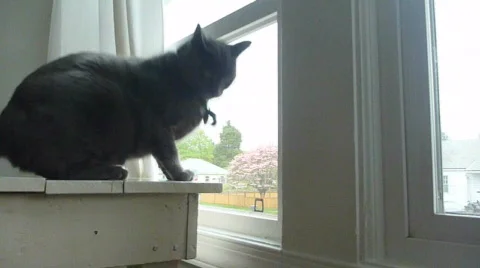 Cute Kitty Stock Footage 701349