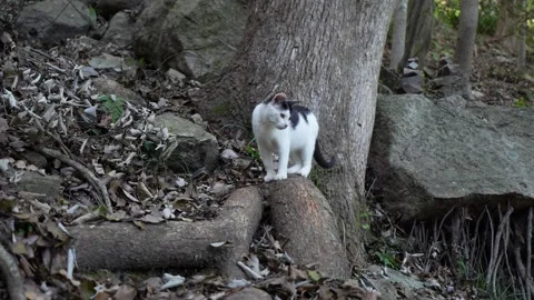 A cute kitty looking around in the woods (4K50p) Stock Footage 341342920