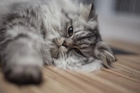 A cute kitty lying on the floor Stock Photos