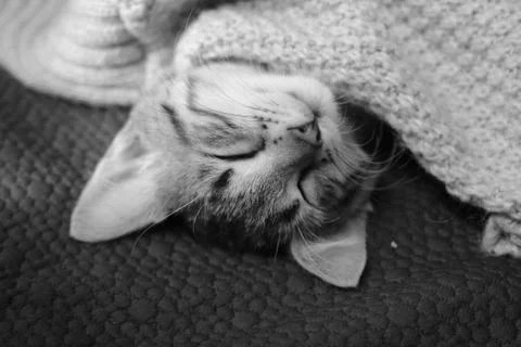 Cute kitty lying upside down on the sofa,covered with blanket Stock-Fotos