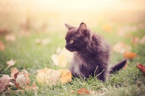 Cute Kitty 스톡 사진