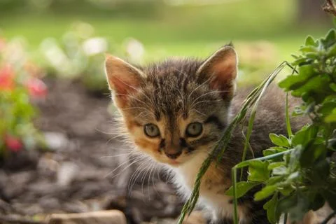 Cute Kitty Stock Photos