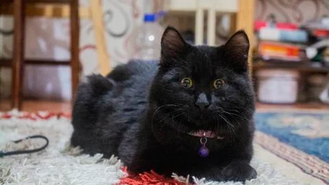 Cute kitty Stock Photos