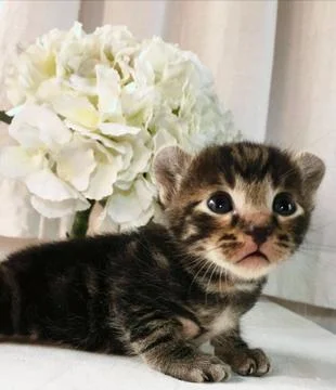 Cute Kitty Stock-Fotos