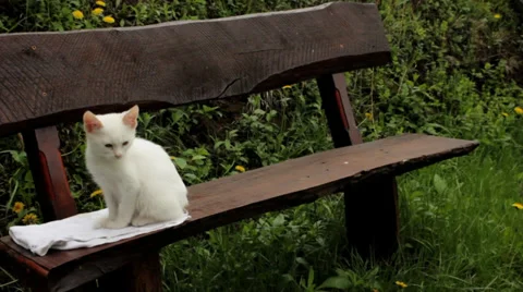 Cute kitty sitting on bench Stock Footage 34424697