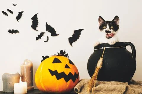 Cute kitty sitting in witch cauldron with Jack o lantern pumpkin with candles Stock Photos