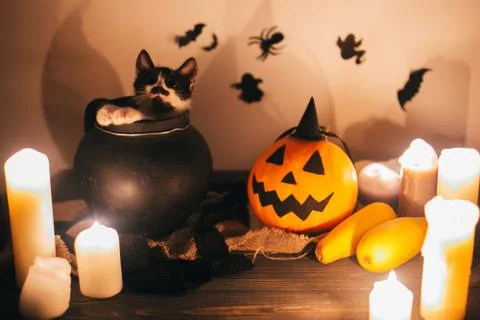 Cute kitty sitting in witch cauldron and Jack o lantern pumpkin with candles, Stock Photos