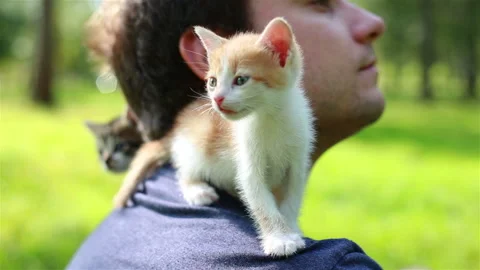 Cute Kitty Sitting on Young Man Shoulder. Stock Footage 95534523
