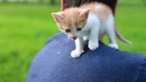 Cute Kitty Sitting on Young Man Shoulder. Stock Footage 97568433