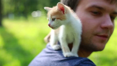 Cute Kitty Sitting on Young Man Shoulder. Stock Footage 97826299